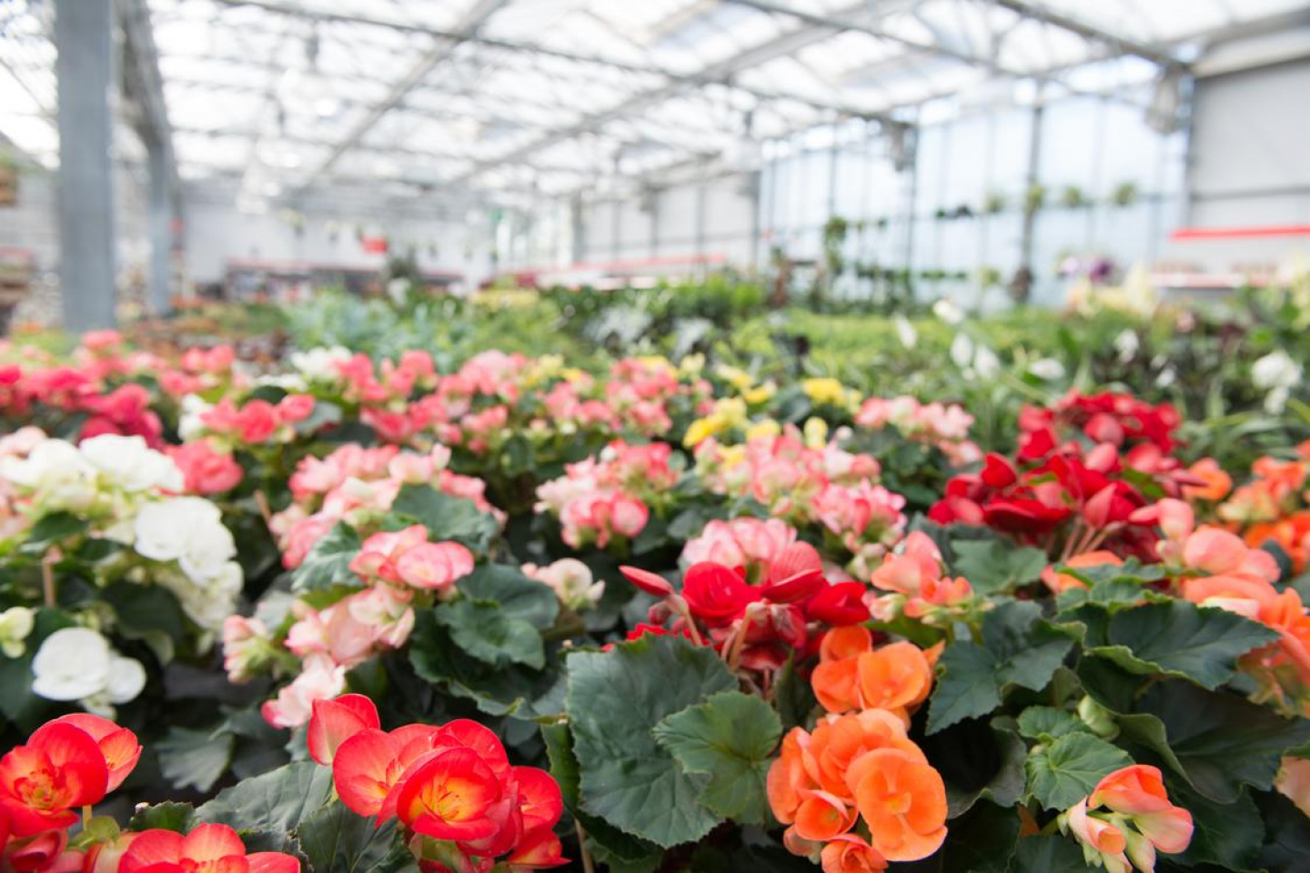 Blumen Haunert