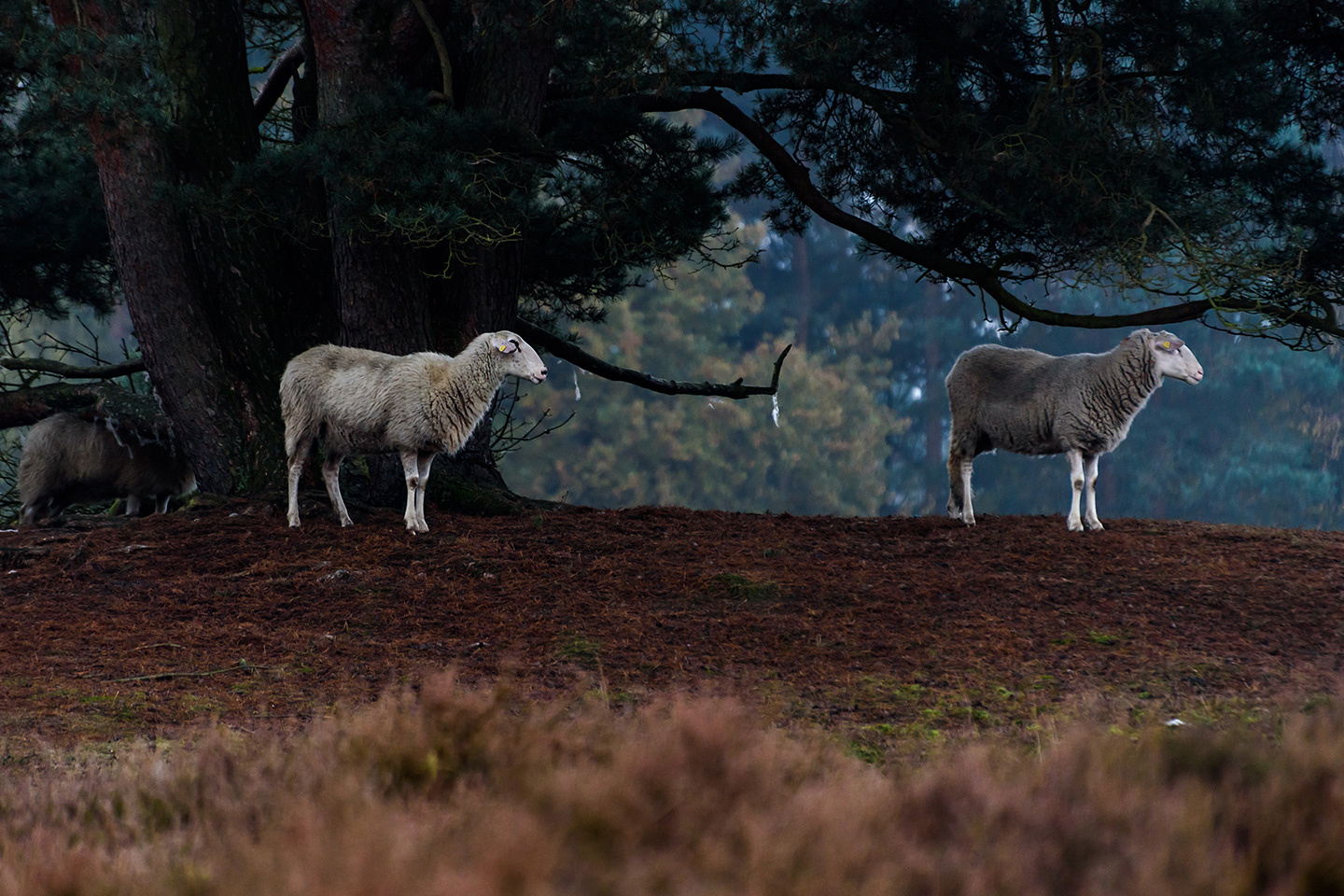 Westruper Heide