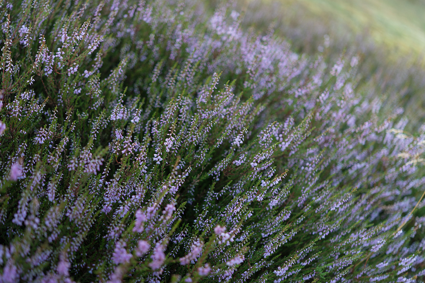 Westruper Heide