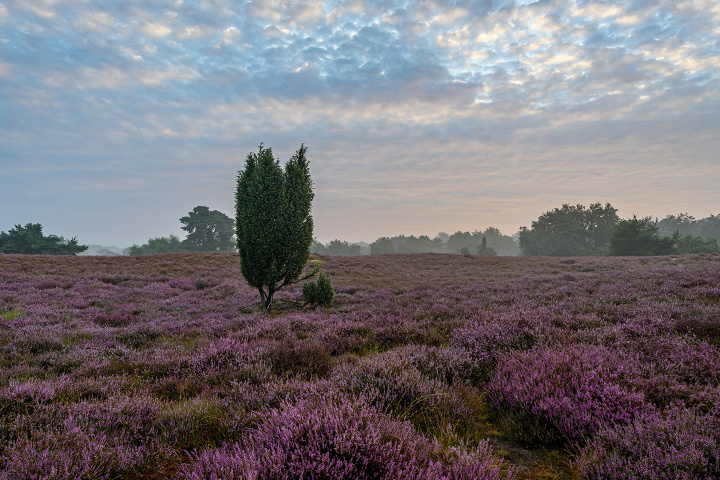 Westruper Heide