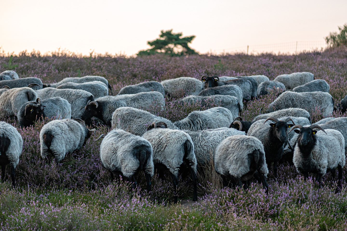 Westruper Heide