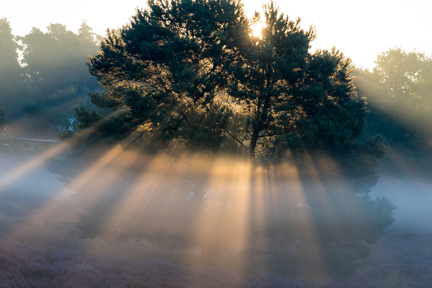 Westruper Heide