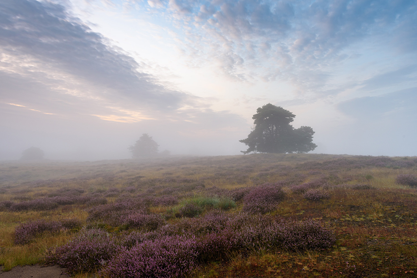 Westruper Heide