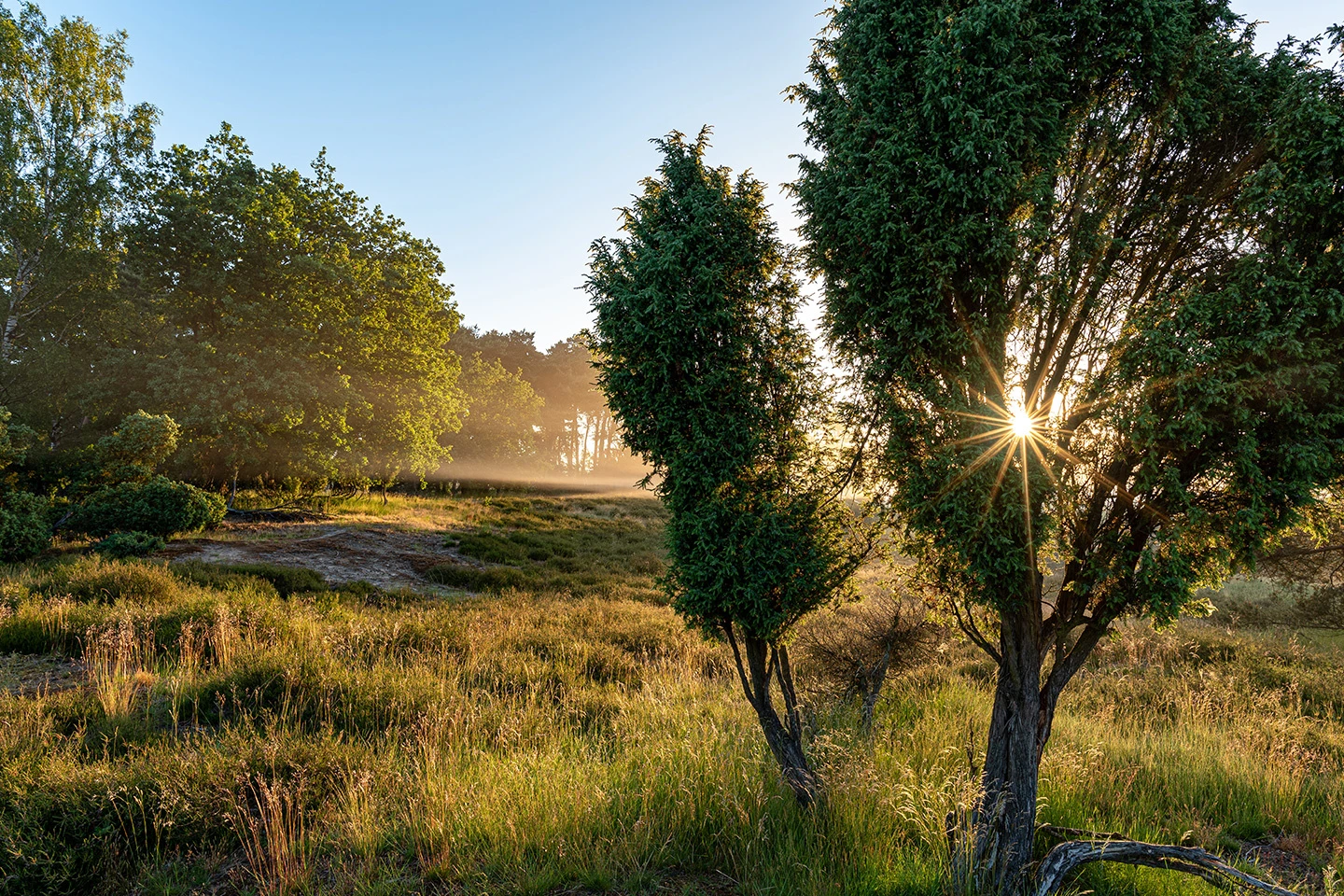 Spaziergang durch die Heide